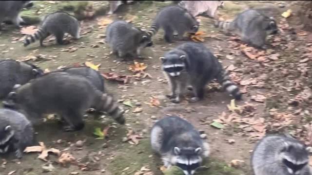 Police footage shows dozens of hungry raccoons swarming Washington home