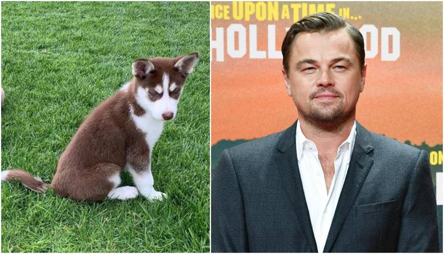 DiCaprio je riskirao život kako bi spasio svoje pse od utapanja