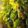 Njemačka ograničila sadnju vinograda, štiti cijenu vina