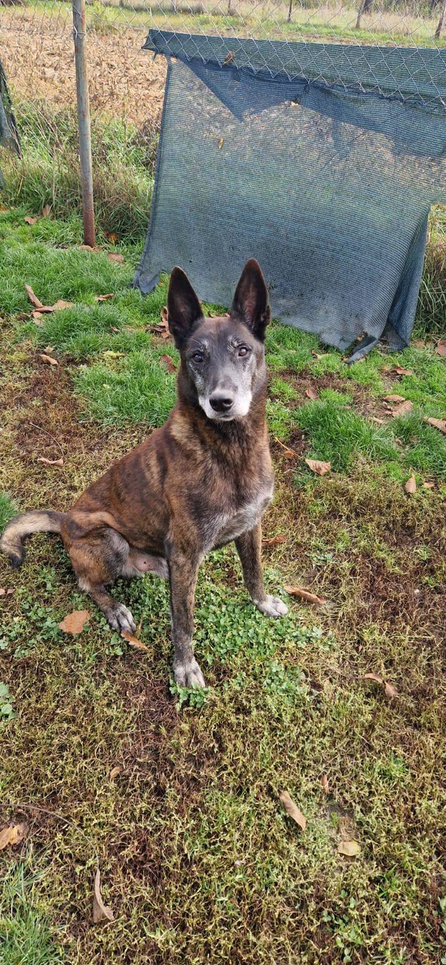 Udomite pse koji su tražili mine: 'Hrabro su spašavali ljudske živote, a sada traže novi dom'