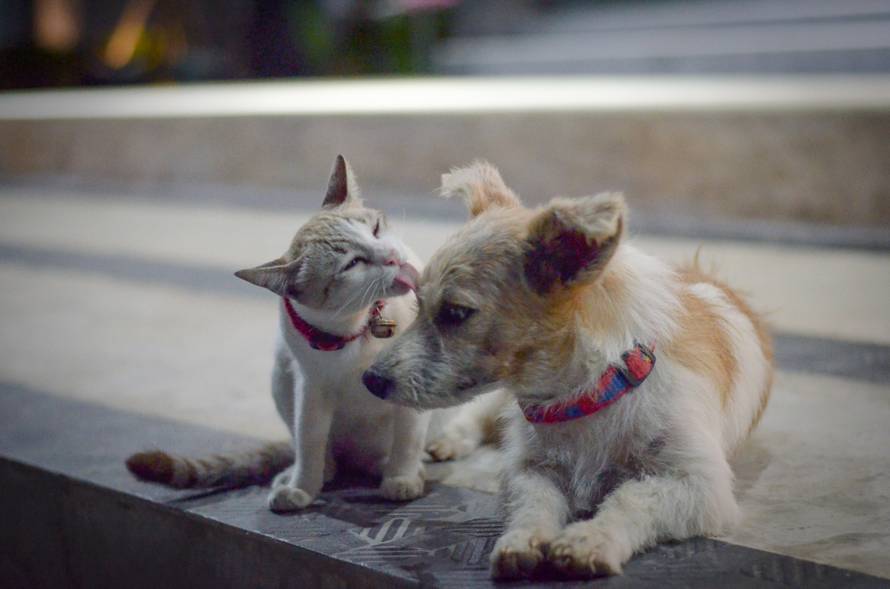 Zašto psi obožavaju trčati za mačkama? Neke pasmine tome su sklonije, ne mogu odoljeti