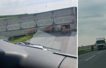 Kao u hororu: Svinje skičale i bježale iz prevrnutoga kamiona
