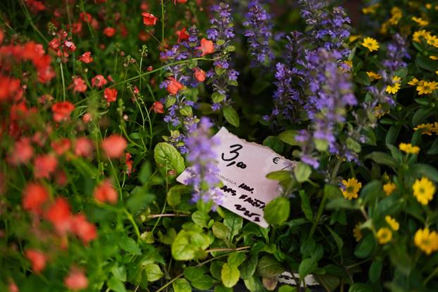 24sata Zagreb: Ponuda cvijeća na Dolcu 