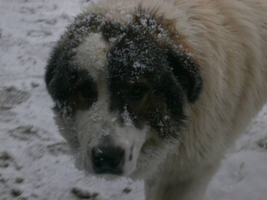 24ljubimci/Fotografije čitatelja