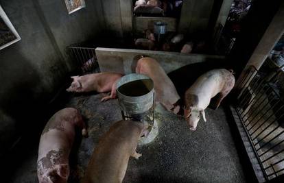 Vijetnam odobrio upotrebu cjepiva za afričku svinjsku kugu