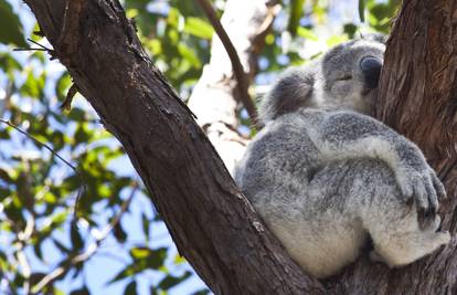 Tragično: Koale bi u Australiji mogle izumrijeti do 2050.