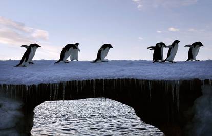 Žive na -40, plivaju, ali zašto se pingvini nikada ne zalede?