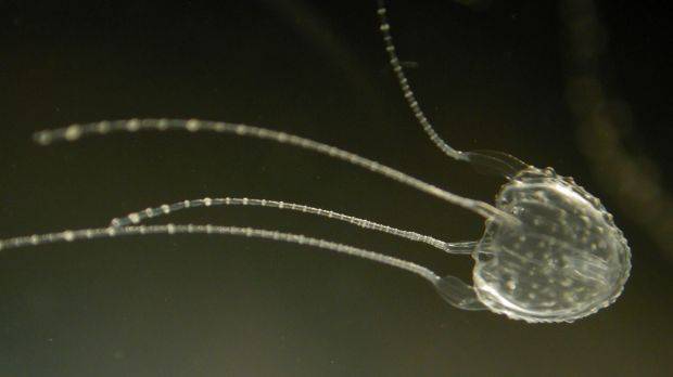 Četvero u bolnici: Smrtonosna meduza stigla je do Australije