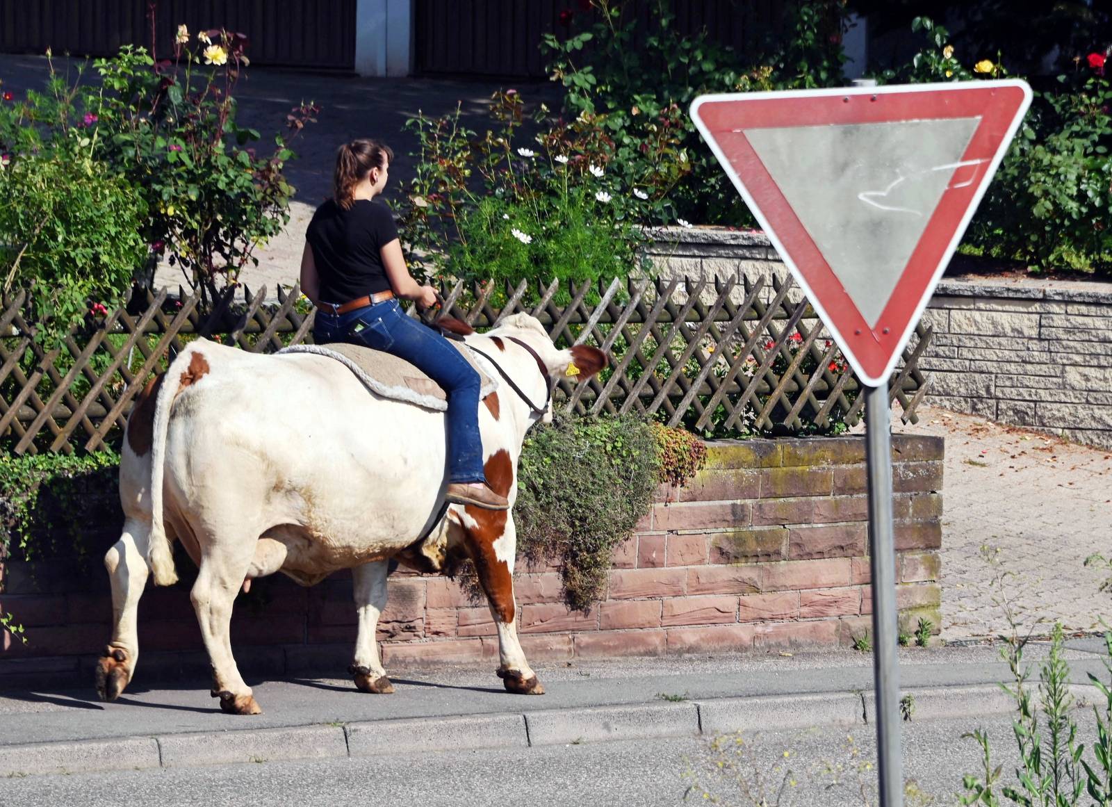 Mounted cow