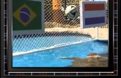 Kornjača Cabecao: Brazilcima poraz, ''oranje'' uzima broncu
