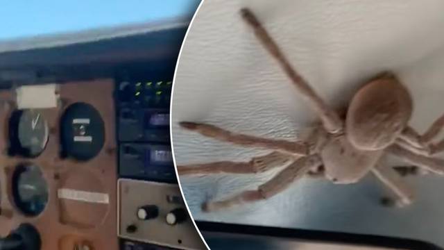 VIDEO Ogroman pauk pilotu pao u krilo u trenutku slijetanja