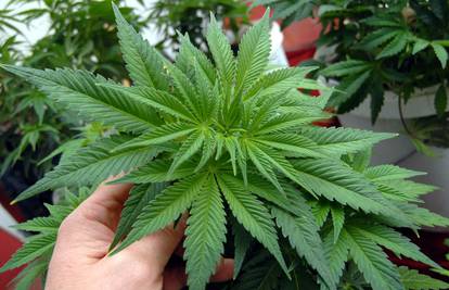 Ohio je na referendumu ipak odbio legalizirati marihuanu 