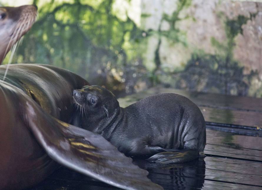 Na svijet došli isti dan: ZOO u Zagrebu bogatiji za 2 mladunca