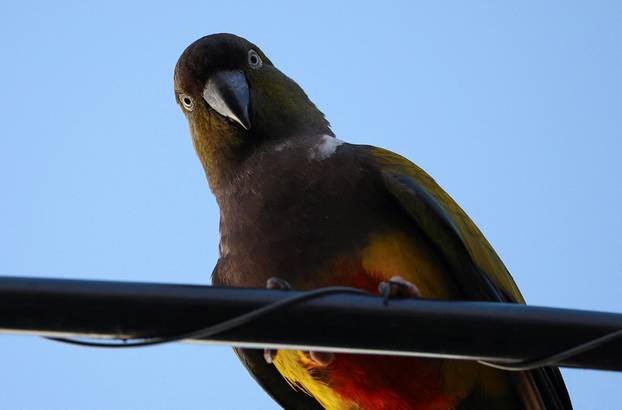 An Argentine town battles a parrot invasion