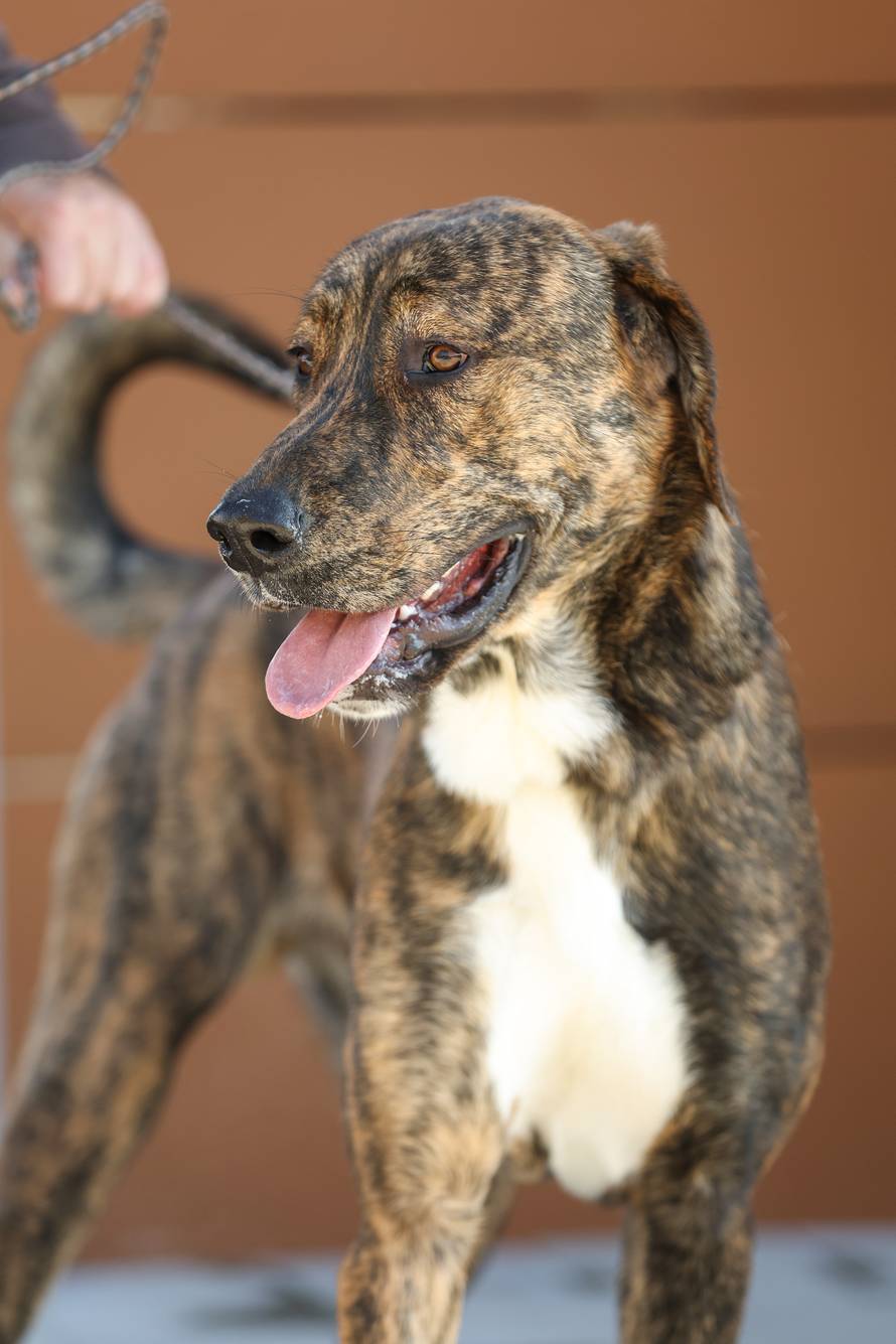 Zagreb: Psi u skloništu u Dumovcu 