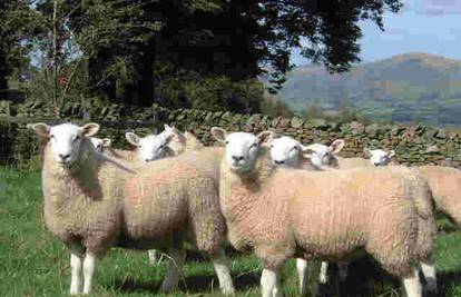Udar groma na otoku Pagu ubio čak 23 ovce u stadu