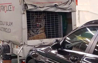 FOTO Tigar na trajektu za Hvar! Jadrolinija: 'Mi nismo dužni pregledavati sadržaj prikolice'