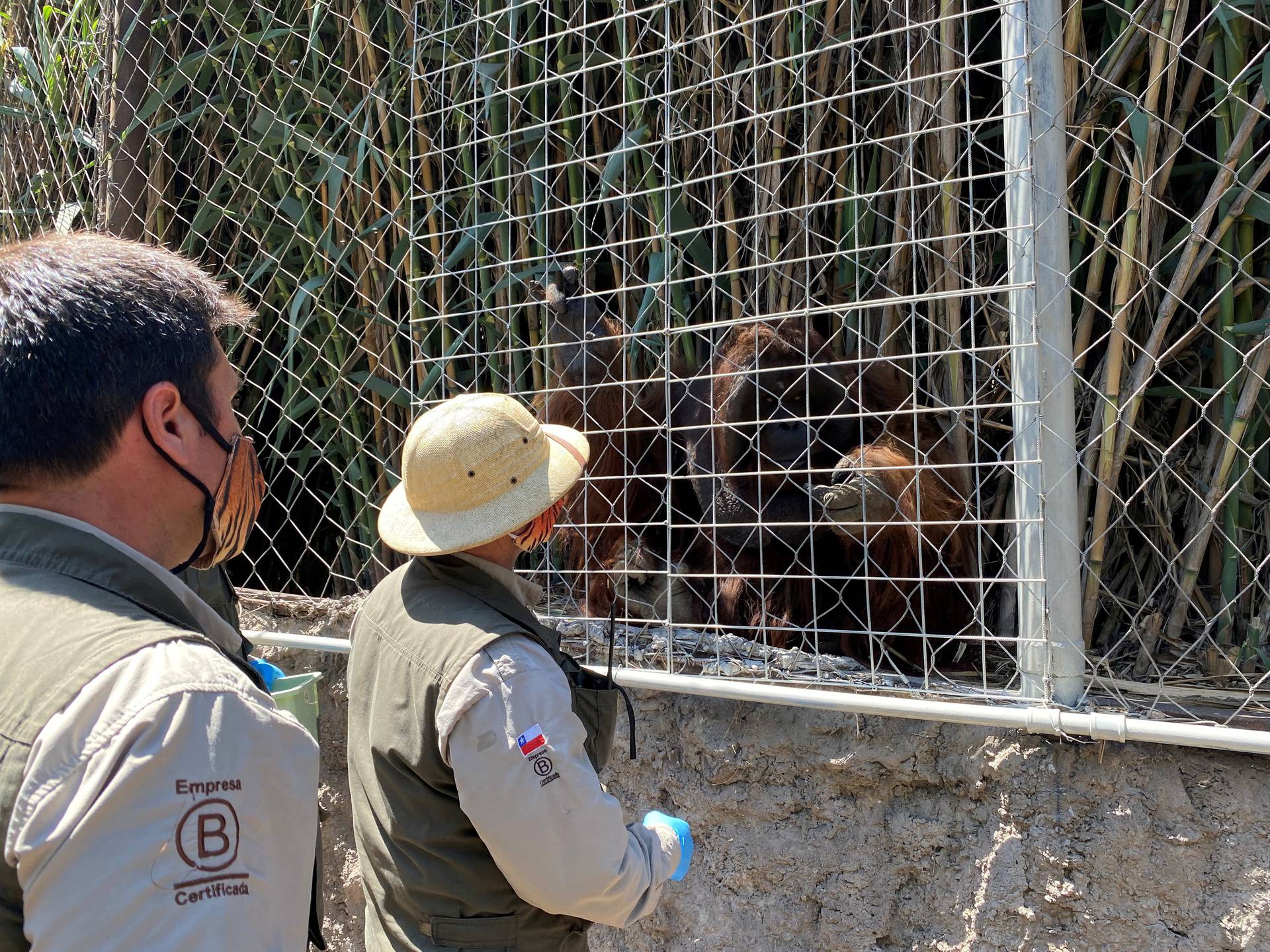 Animals in Chilean Zoo receive an experimental coronavirus disease (COVID-19) vaccine in Santiago