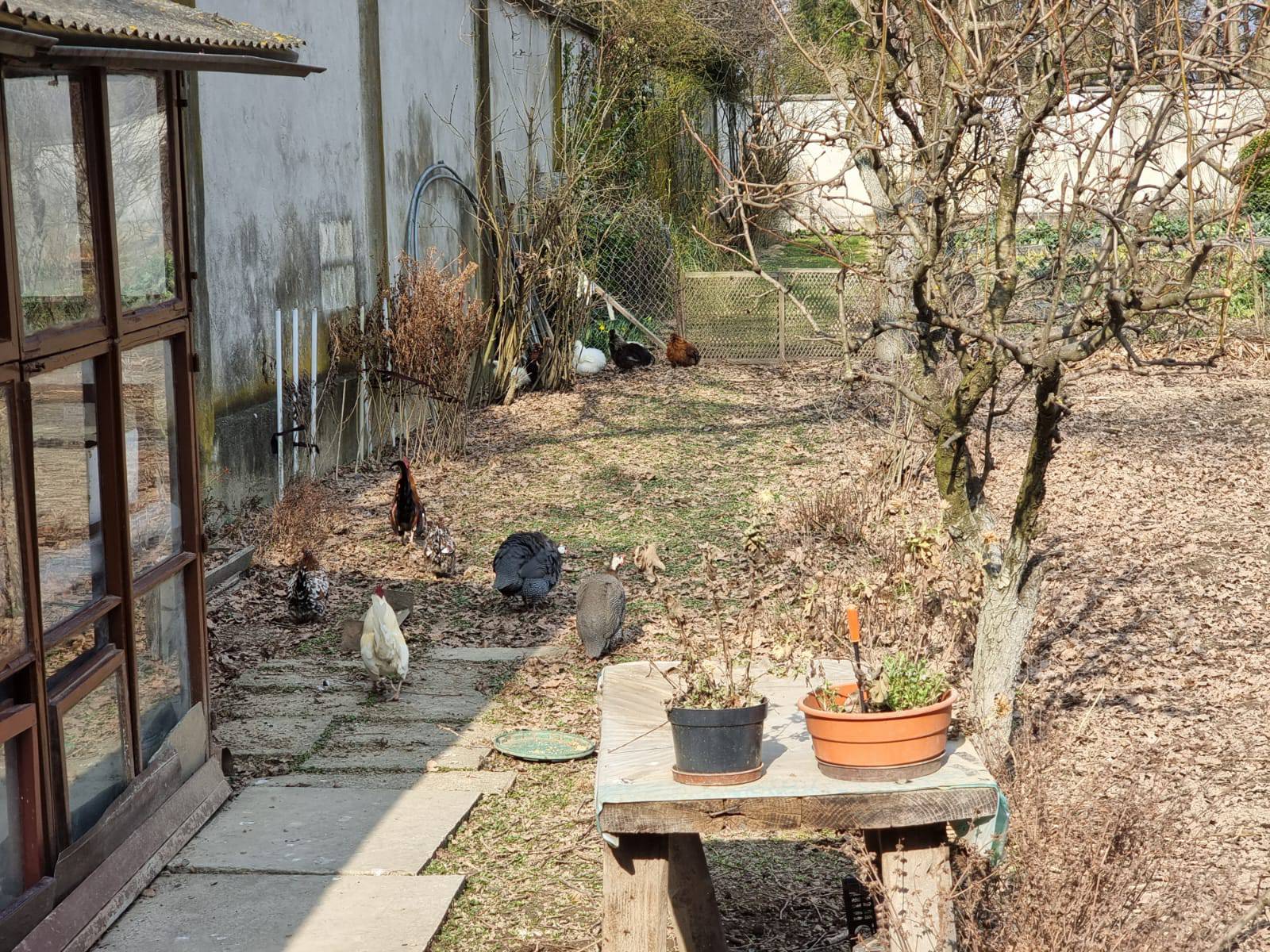 Kokoš Čupka pronašla novi dom: O njoj se brinu časne sestre iz samostana Karmel