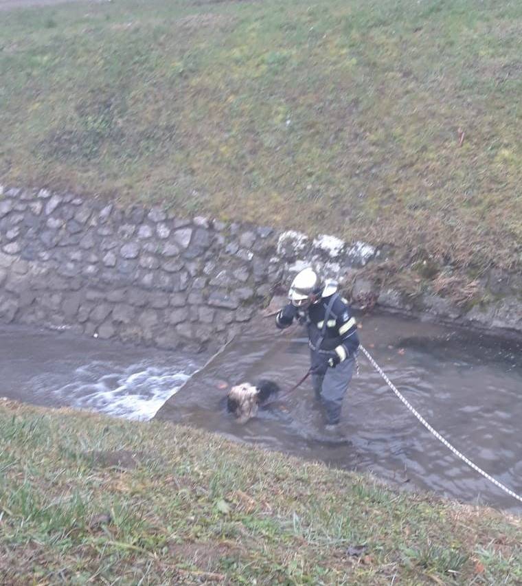 Zagreb: Pas zapeo u ledenom potoku, spasili ga u zadnji tren