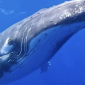 Bliski susret ronioca s kitom dugačkim deset metara: 'Ovako nešto se viđa jednom u životu'