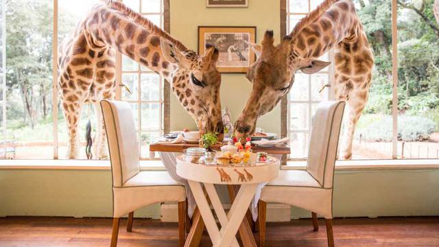 Luksuzan safari hotel u Africi: Pojedite doručak sa žirafama!