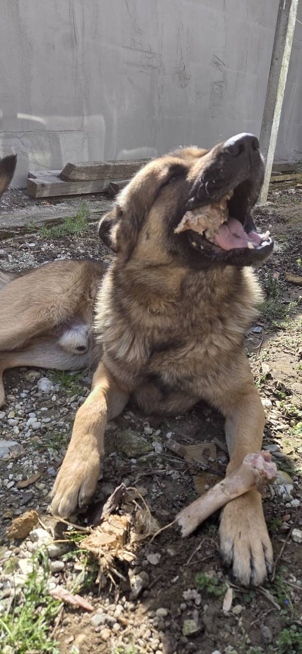 SUPER FOTKE vaših ljubimaca! Neki bi mogli biti viralni hit, ali svi su jednostavno neodoljivi