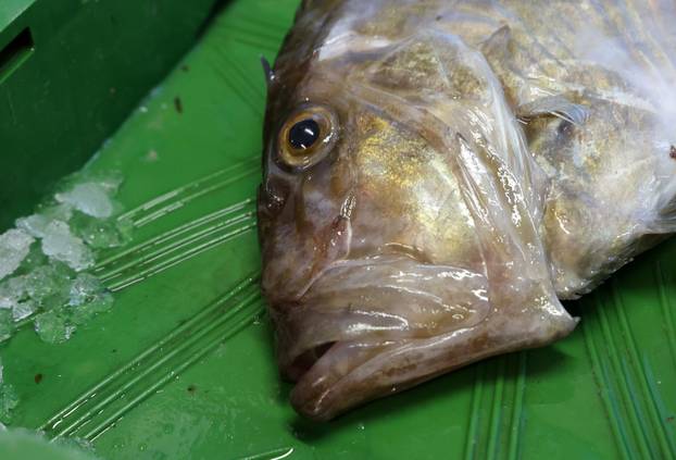 Šibenik: Ponuda ribe i ostalih morskih delicija