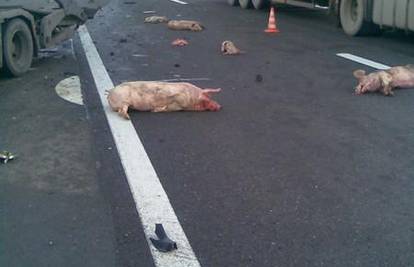 Sudarila se 2 kamiona, na cestu ispale mrtve svinje