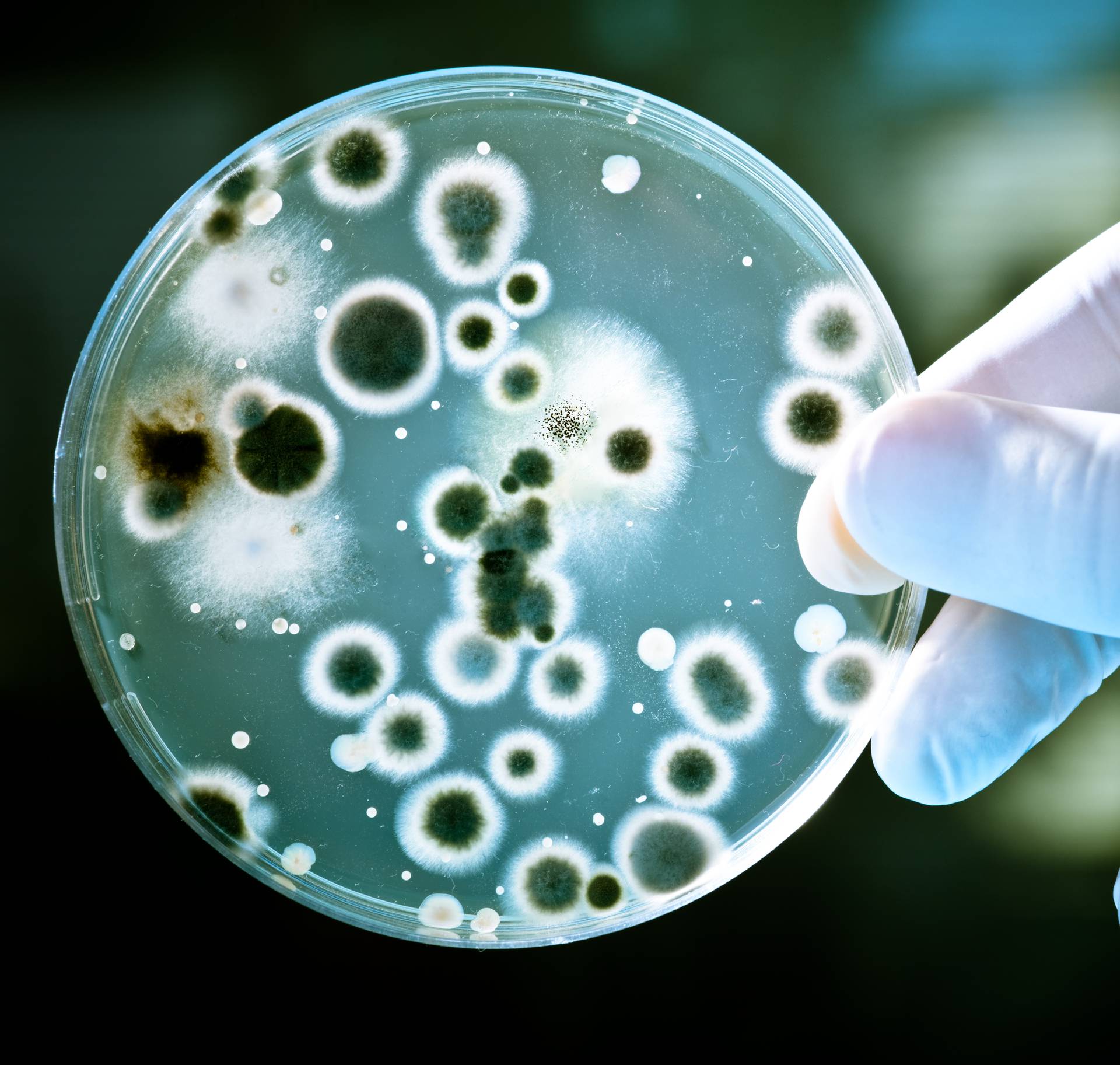 Što je to što nas čini ljudima? "Više smo mikrobi nego ljudi"