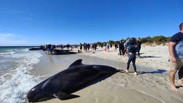 Whales lie stranded on a beach at Toby's Inlet