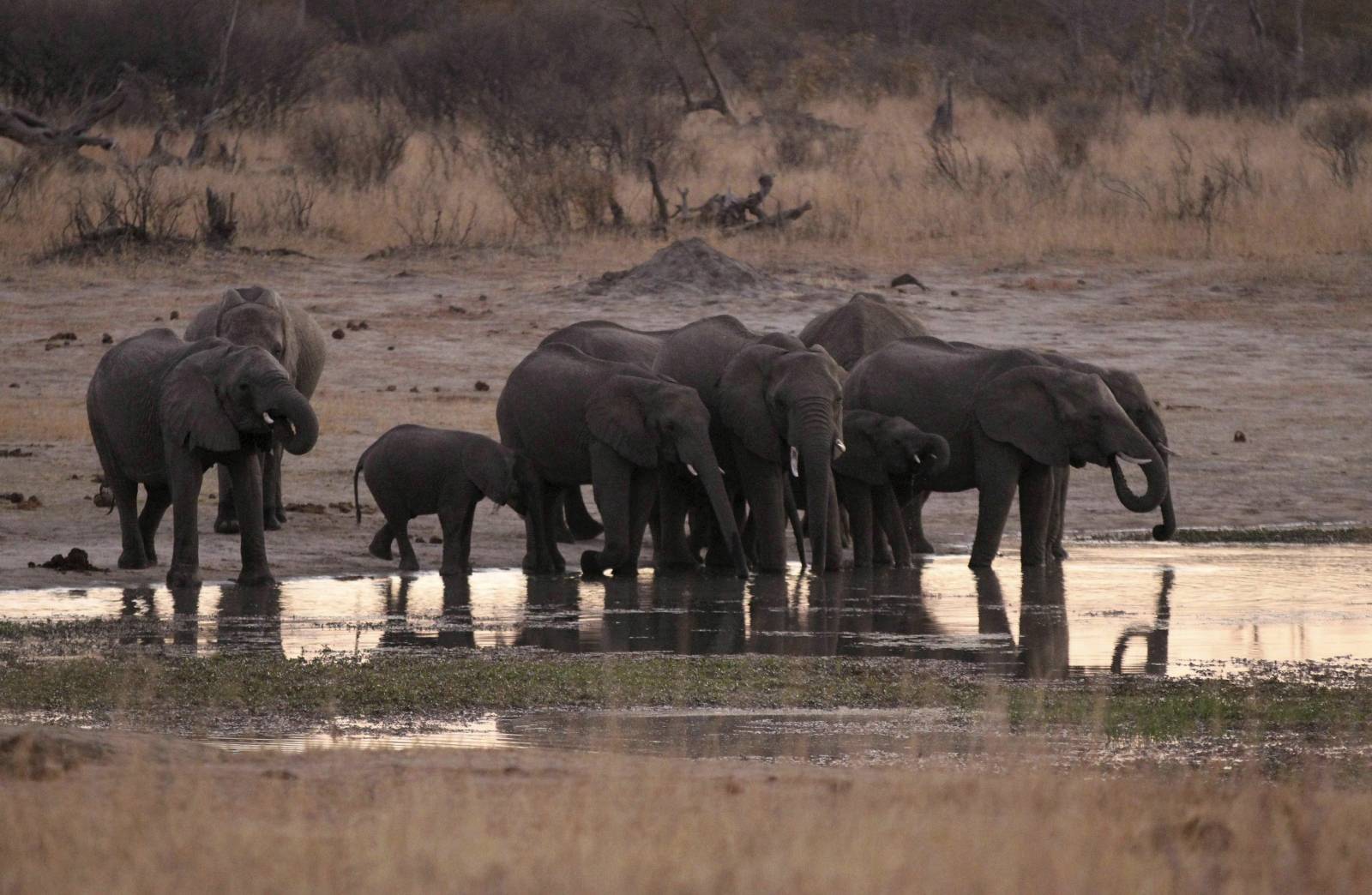 FILE PHOTO: A herd of elephants gather at a water hole in Zimbabwe's Hwange National Park