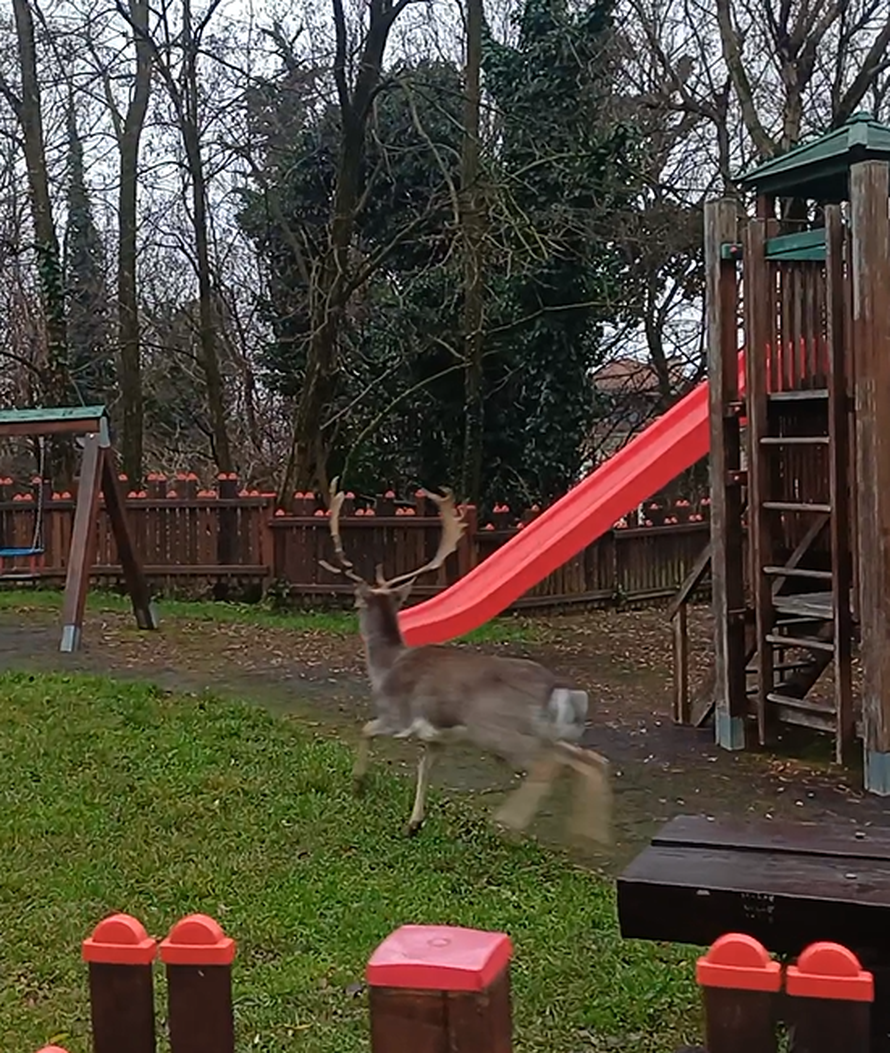 VIDEO Zagrepčanin u šoku: Dva metra od mene stajao je jelen. A onda je prošla albino košuta