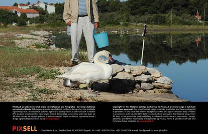 Ljubav na jezeru: Tri godine brine za ozlijeđenog labuda 