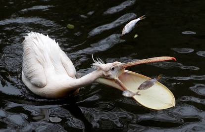 Pelikani u Nacionalnom parku u Mauritaniji zarazili se ptičjom gripom: Stotine ih je uginulo...
