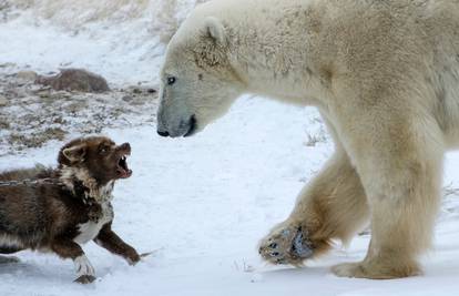 Pravi čuvar: 'Pobješnjeli' pas otjerao polarnog medvjeda