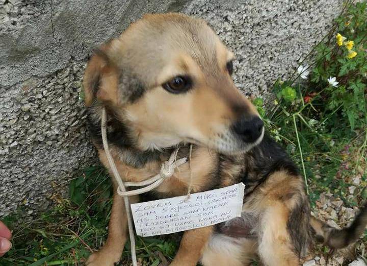 Sramota u Primoštenu: Psića ostavili s ceduljicom oko vrata