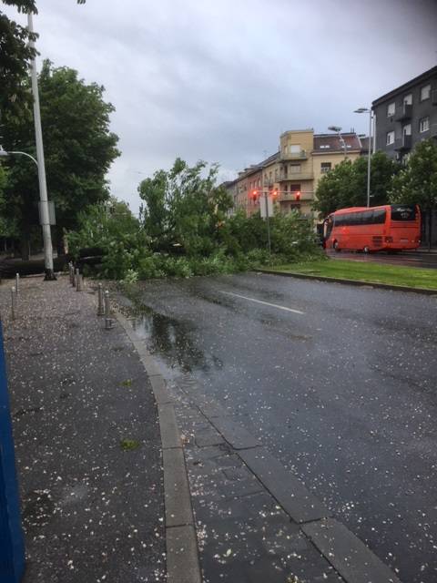 Vatrogasci rade od ranog jutra: Vjetar srušio stablo na cestu...