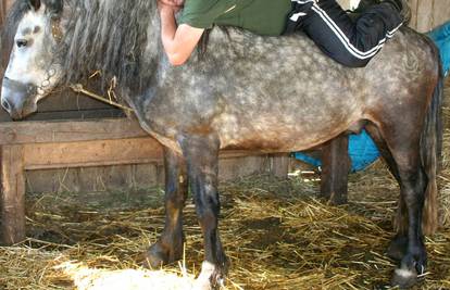 Konj Zekan iz Koprivnice voli gemišt i pečeni špek