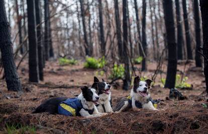 Sjajna ideja: Tri psa oživljavaju požarom uništenu šumu u Čileu