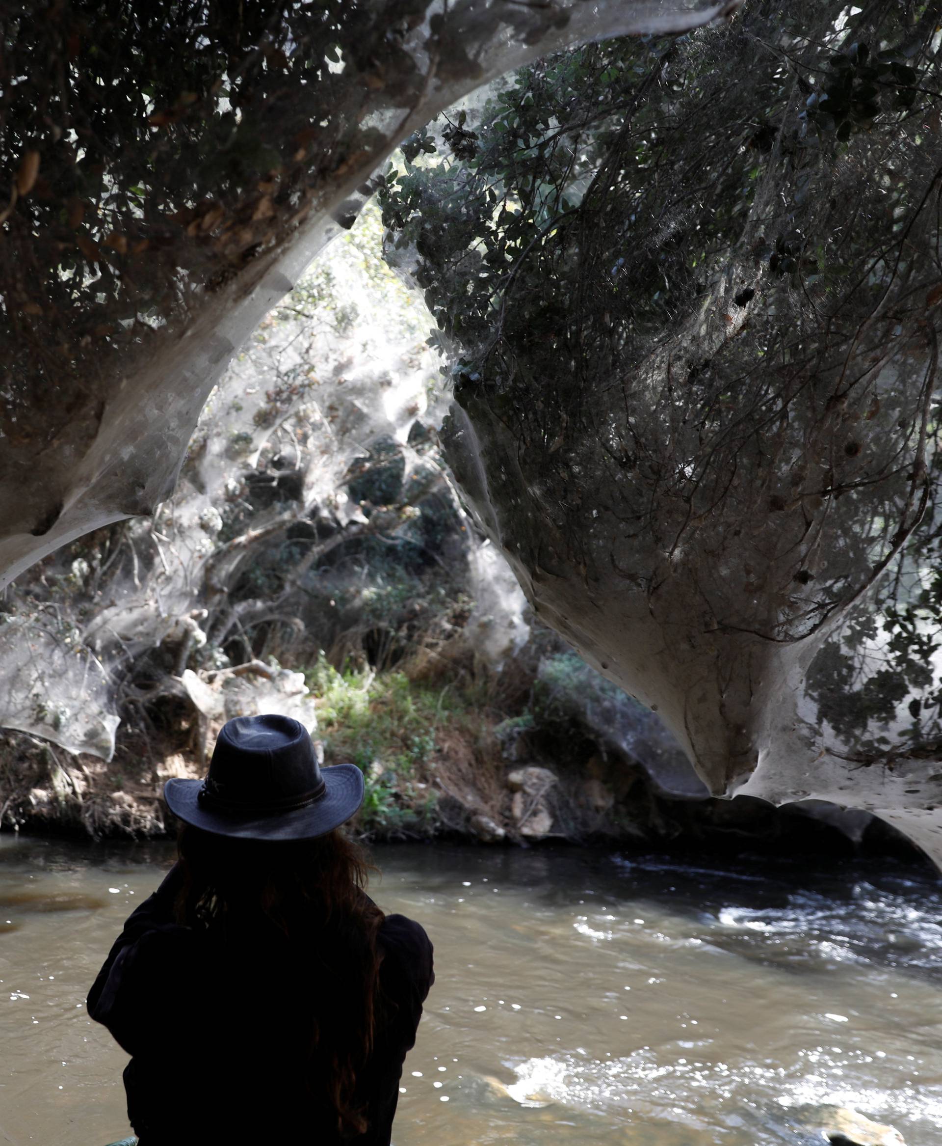 Giant spider webs, spun by long-jawed spiders (Tetragnatha), cover sections of the vegetation along the Soreq creek bank, near Jerusalem