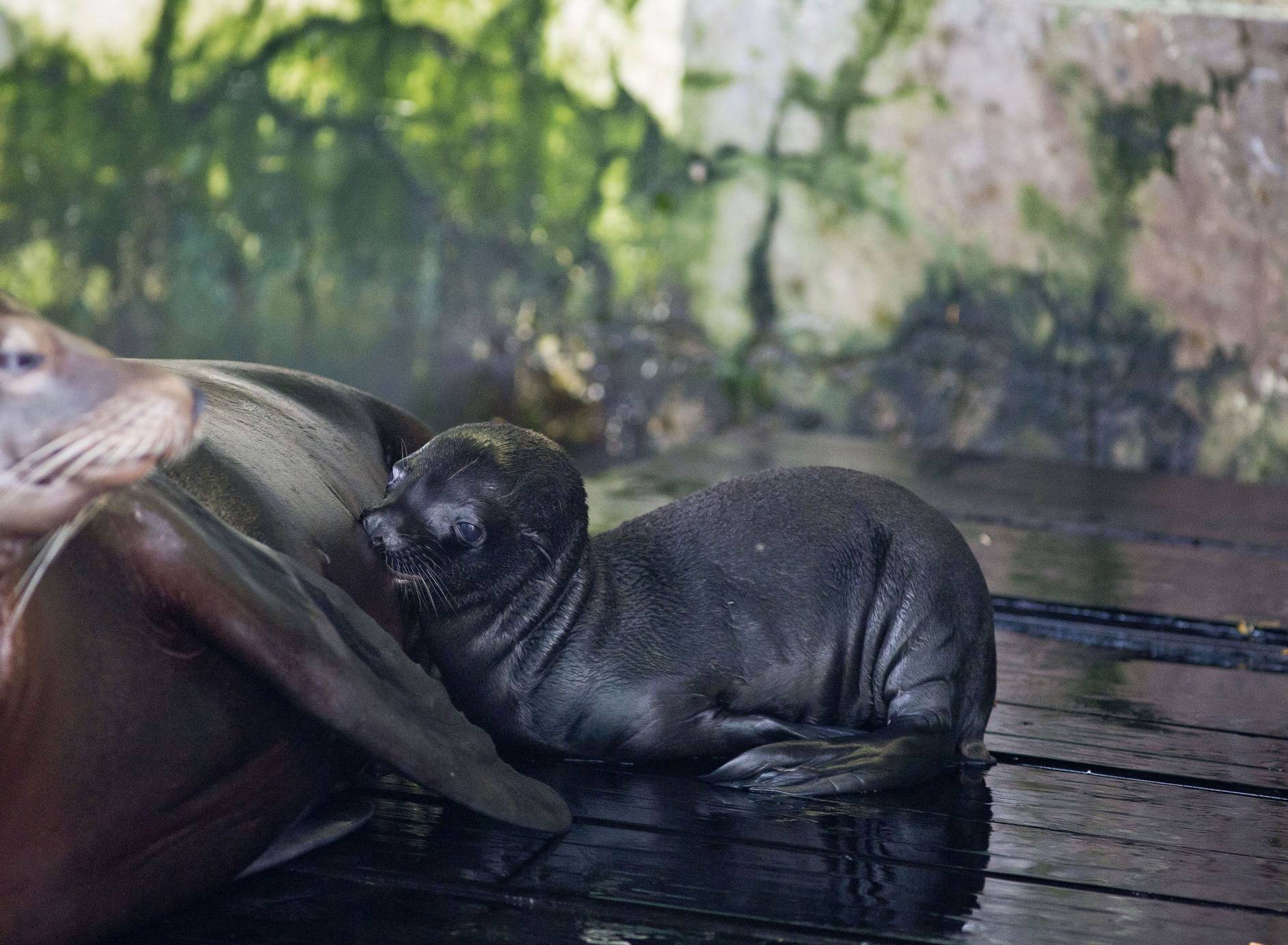 Na svijet došli isti dan: ZOO u Zagrebu bogatiji za 2 mladunca