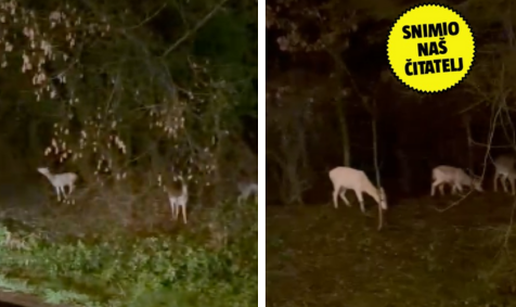 Misterij bijelih ko&scaron;uta: 'Dolaze s Pantov&ccaron;aka pa tra&zcaron;e hranu'. Doktor: 'Ovo je rijetko, ali...'