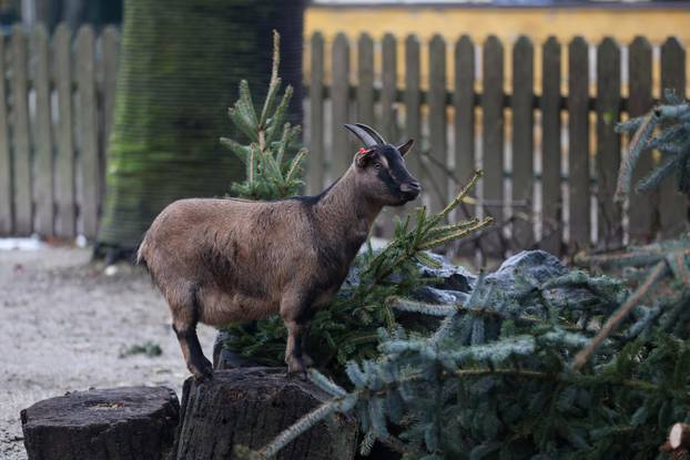 Životinjama u Zoološkom vrtu podijeljena raskićena drvca