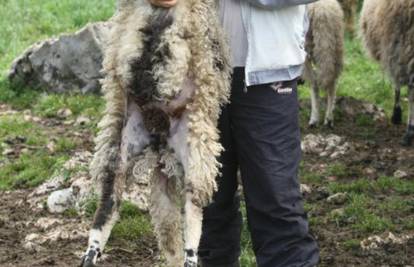 Janko će biti maskota: Pastir  lovio vuka da spasi svoje janje
