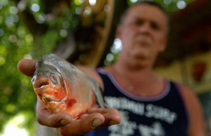 Piranje u Aljmašu: Opasnih riba ima kao i u Amazoni...