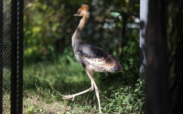 Zagrebački krunati ždralovi predstavljeni javnosti 