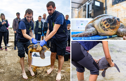 VIDEO Nakon rehabilitacije, tri glavate želve su pustili u more: Čiko, Maya i Alen sada uživaju!