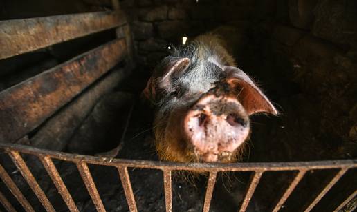 Nezapamćeni udar afričke kuge! Odmah će ubiti 11.600 svinja. Ministar: 'Ovo je prekretnica!'