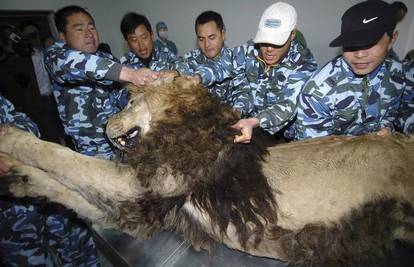 Afrički lav ozlijedio je oko u borbi pa su ga operirali